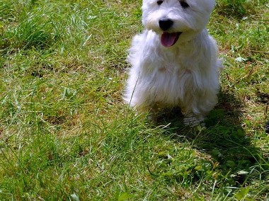 West Highland white Terrier krycie/reproduktor-1