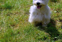 West Highland white Terrier krycie/reproduktor