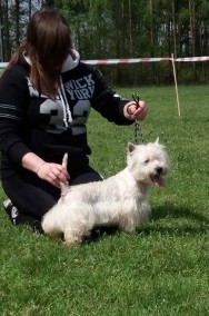 West Highland white Terrier krycie/reproduktor-2