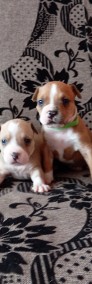 American Staffordshire Terrier-3