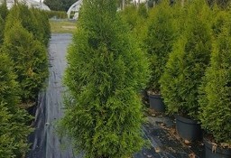 TUJA SZMARAGD 40-70CM THUJA SZMARAGD 40-70CM DONICA 3-5L