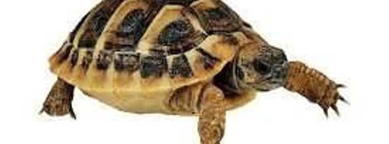 Przyjmę żółwia lądowy, stepowy-1
