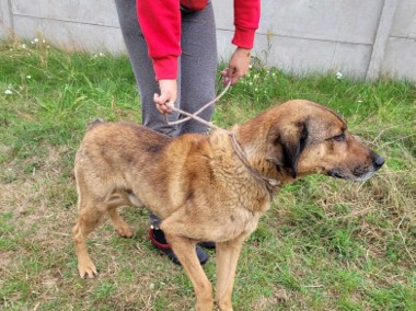 Porzucony, kochający człowieka BODZIO szuka domu !!-1