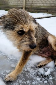 MISIA - po śmierci opiekunki trafiła za kraty, ADOPTUJ-3