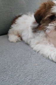 Śliczne pieski Shih Tzu-2