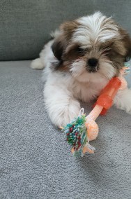 Śliczne pieski Shih Tzu-3