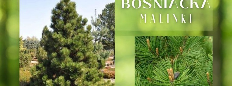 Drzewo Sosna Bośniacka Malinki -1