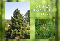 Drzewo Sosna Bośniacka Malinki 