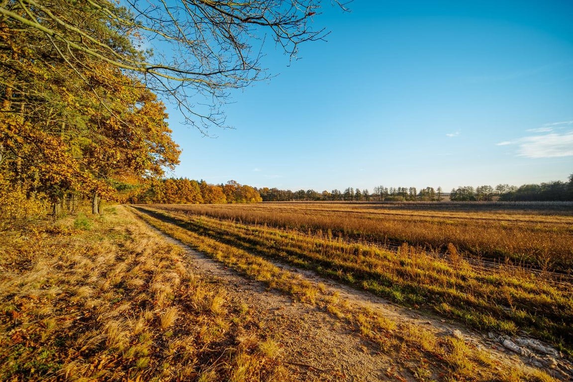 Żyj blisko natury – działki przy lesie w Poniatowicach - Widok 6