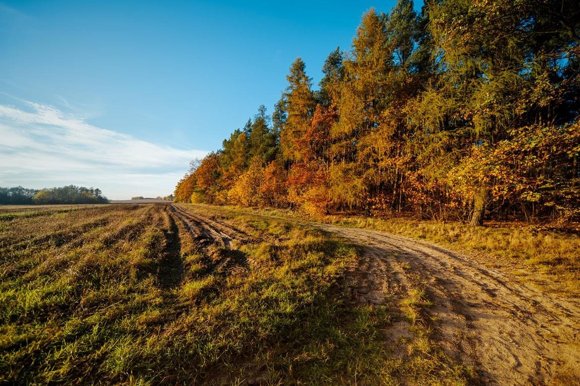 Żyj blisko natury – działki przy lesie w Poniatowicach - Więcej