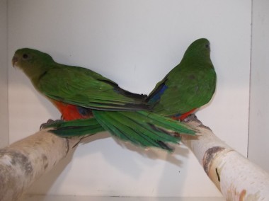 papuga królewska-1