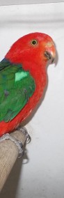 papuga królewska-3