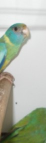 papuga królewska-4