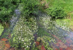 Działka inna Monsanto, Castelo Branco