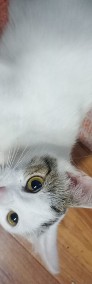Kotka Anielka, która cudem uniknęła tragicznego losu - Fundacja "Koci Pazur"-4