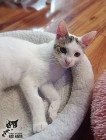 Kotka Anielka, która cudem uniknęła tragicznego losu - Fundacja "Koci Pazur"