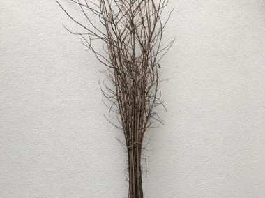 Drzewa parkowe graby jarzębiny wiązy głogi robinie brzozy kasztanowiec-1