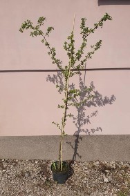 Drzewa parkowe graby jarzębiny wiązy głogi robinie brzozy kasztanowiec-2