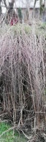 Drzewa parkowe graby jarzębiny wiązy głogi robinie brzozy kasztanowiec-3