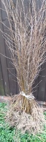 Drzewa parkowe graby jarzębiny wiązy głogi robinie brzozy kasztanowiec-4