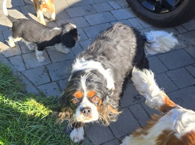 Cavalier King Charles Spaniel -1