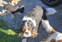 Cavalier King Charles Spaniel 