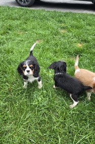 Cavalier King Charles Spaniel -2