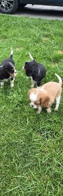 Cavalier King Charles Spaniel -3