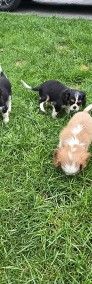 Cavalier King Charles Spaniel -4