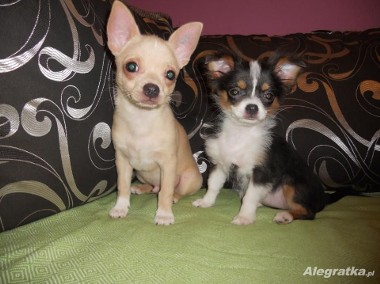 Szczeniaki Chihuahua z rodowodem ZKwP-1