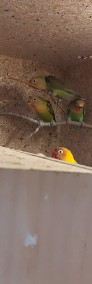 Papugi  kolorowe-3
