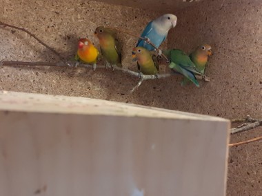 Papugi  kolorowe-1