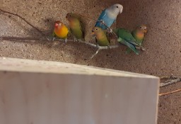 Papugi  kolorowe