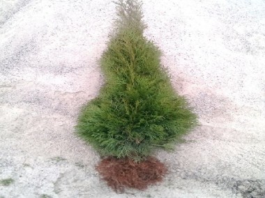 Tuja szmaragd  50-70 cm Tania wysyłka Thuja smaragd Sadzonka goły korzeń -2