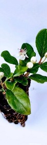 Irga Płożąca Dammera Major ''Cotoneaster Dammeri Major ''-4