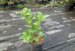 Laurowiśnia Wschodnia 'Rotundifolia' 15-40cm Donica 2L