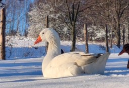 Gęsi Gęś Novohradska zarodowe: 1 gąsior + 2 gąski