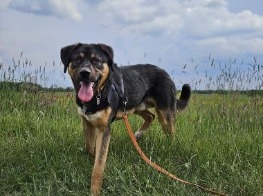 Wygląda zawadiacko, a w psiej duszy to jeszcze dziecko - Koral marzy o rodzinie-1