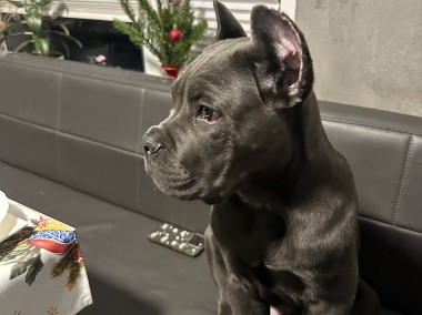 Sprzedam szczeniaka Cane Corso -1