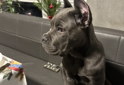 Sprzedam szczeniaka Cane Corso 