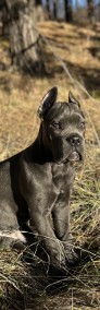 Sprzedam szczeniaka Cane Corso -3