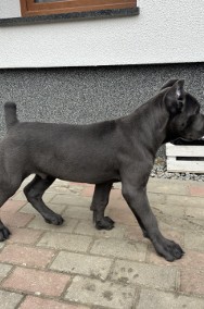 Sprzedam szczeniaka Cane Corso -2