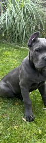 Sprzedam szczeniaka Cane Corso -4