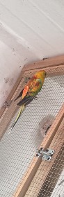 Rudosterki świergotki papugi -4