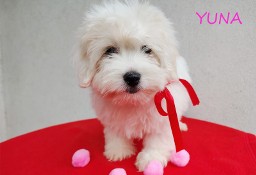 Suczka Coton De Tulear Kraków YUNA