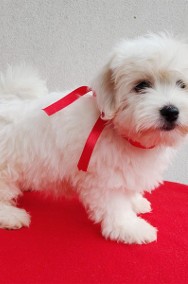 Suczka Coton De Tulear Kraków YUNA-2