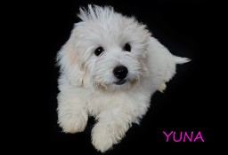 Suczka Coton De Tulear Kraków YUNA