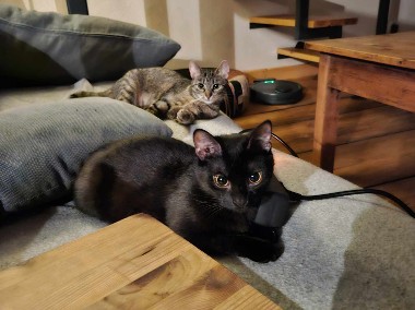 Dwie fajne kocie siostry szukają domu-1