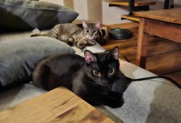 Dwie fajne kocie siostry szukają domu