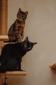 Dwie fajne kocie siostry szukają domu-2